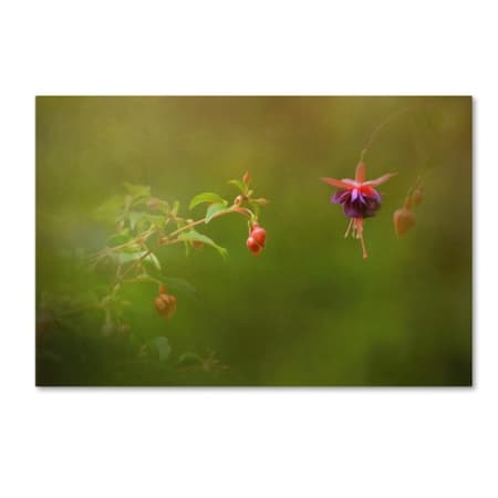 Jai Johnson 'Fuchsia Buds And Bloom' Canvas Art,12x19